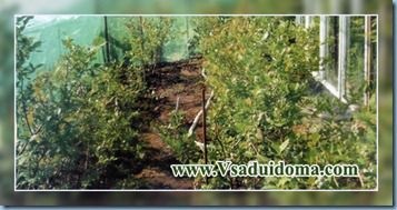 Вирощування лохини в городі - посадка і сорти, сайт про сад, дачі і кімнатних рослинах