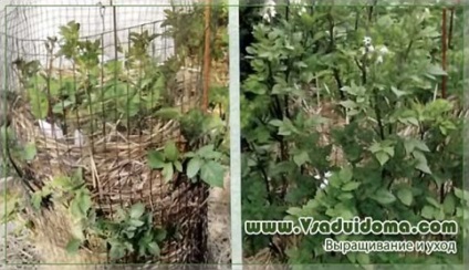Вирощування кольорового картоплі - мої відгуки, сайт про сад, дачі і кімнатних рослинах