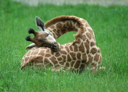 Висота жирафа, включаючи шию і голову
