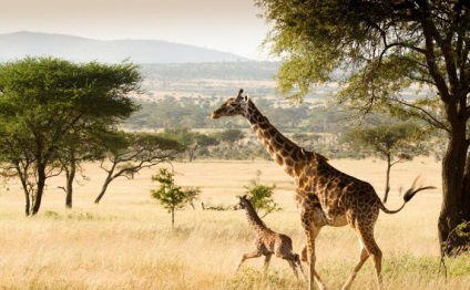 Висота жирафа, включаючи шию і голову