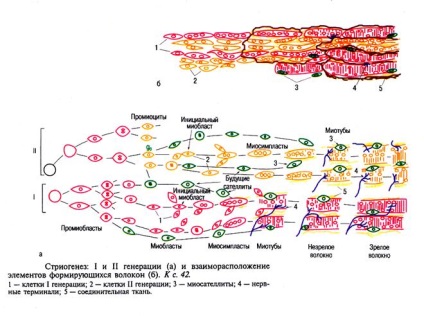 Гістогенез і регенерація м'язових волокон - студопедія