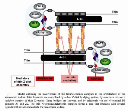 Гістогенез і регенерація м'язових волокон - студопедія