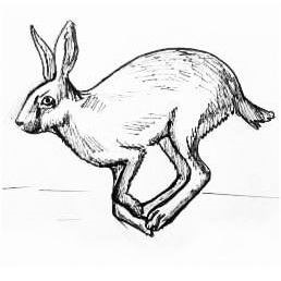 Як намалювати танцював зайця