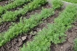 Як садити і виростити кріп в домашніх умовах на підвіконні і у відкритому грунті