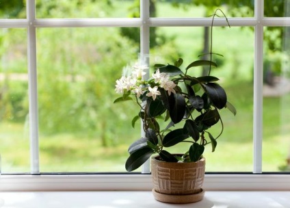 Кімнатні рослини 10 найпопулярніших рослин для вітальні