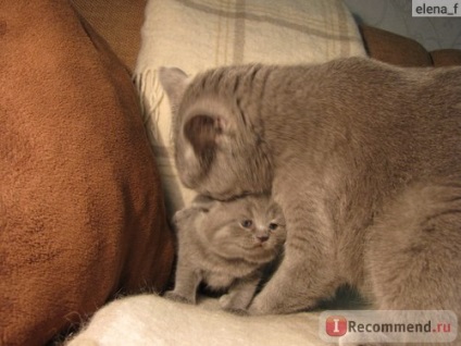 Корм для кішок royal canin kitten для кошенят від 4-х місяців - «чому потрібно годувати домашніх