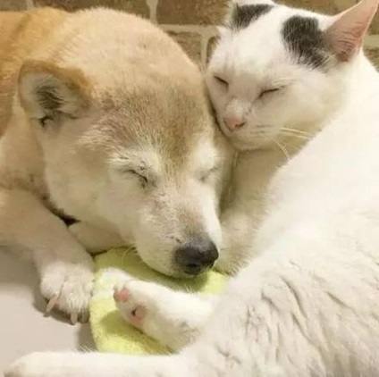Старий пес і кіт стали кращими друзями (16 фото) - Трініксі