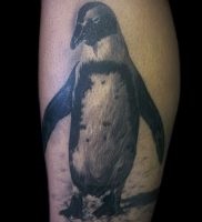 Значення тату пінгвін сенс, історія, фото, ескізи малюнків тату