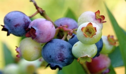 24 Несподіваних факту про фруктах і ягодах, наука і життя
