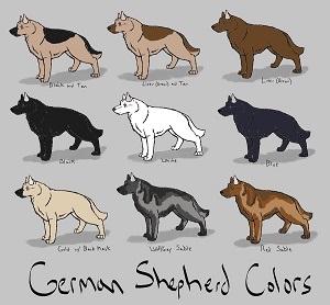 Який буває забарвлення у німецьких вівчарок