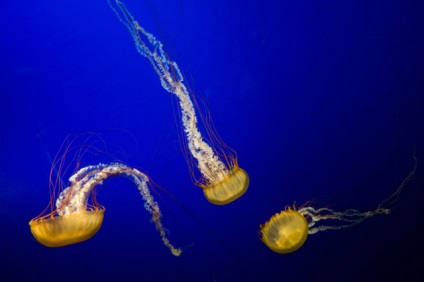 Медузи без кінцівок відновлюються, повертаючи собі симетрію тіла