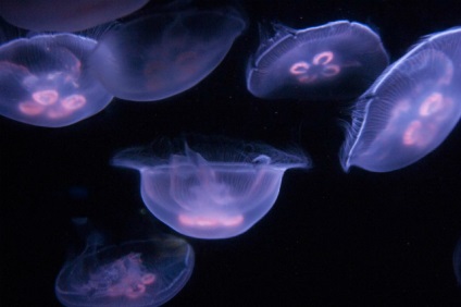 Медузи без кінцівок відновлюються, повертаючи собі симетрію тіла