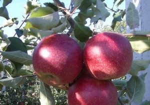 Назви і описи зимових сортів яблук