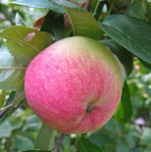 Назви і описи зимових сортів яблук