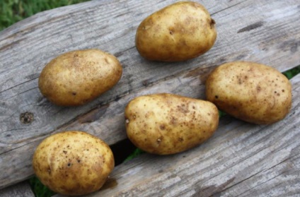 Підбираємо самі зимостійкі сорти картоплі для посадки в сибіру
