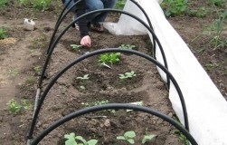 Помідори для ледачих, або вирощуємо томати на агроволокно