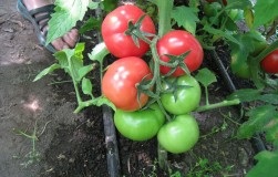 Помідори для ледачих, або вирощуємо томати на агроволокно