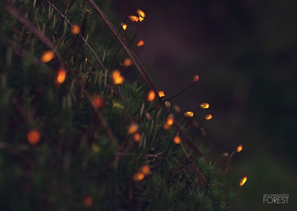 Проект «bioluminescent forest» ліс, який світиться зсередини