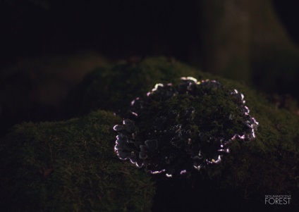 Проект «bioluminescent forest» ліс, який світиться зсередини