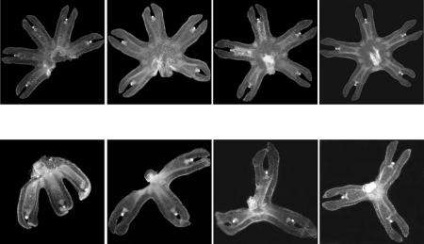 Симетрія понад усе як медузи відновлюють своє тіло, наука і життя