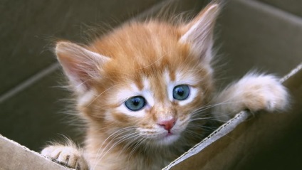 Спрей від бліх для кошенят популярні види, особливості обробки, запобіжні заходи, гідності