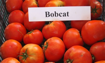 Томат «бобкат» f1 - опис, відгуки, фото помідорів