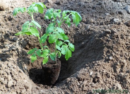 Вирощування розсади помідорів в теплиці - від насіння до пікіровки
