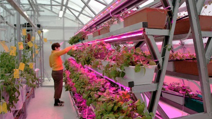Вирощування розсади помідорів в теплиці - від насіння до пікіровки