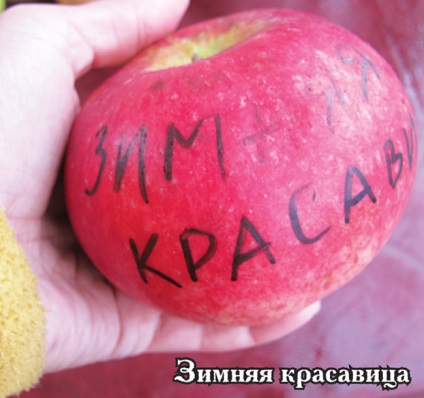 Яблука - наш фрукт