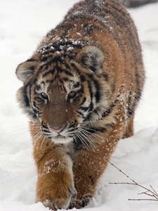 Амурський тигр (уссурійський тигр, далекосхідний тигр) сімейство котячих