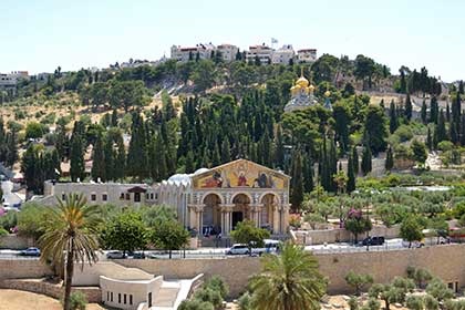 Оливкова гора, ізраїль Ейлат 2018