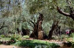 Оливкова гора, ізраїль Ейлат 2018