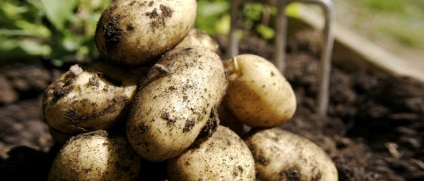 Як виростити здоровий картопля, як виростити