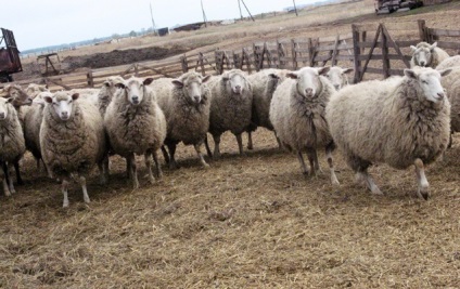 Краснодарські вчені вивели нову породу овець - в блозі - агропром і харчова промисловість -