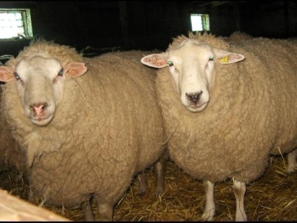Краснодарські вчені вивели нову породу овець - в блозі - агропром і харчова промисловість -