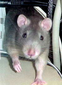 Щур декоративна (fancy rat) - різновиди, середні ціни, розплідники, рекомендації заводчиків