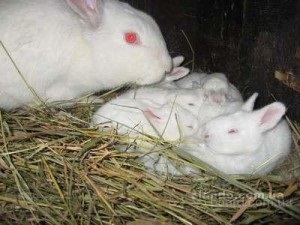 Кролики сірий велетень