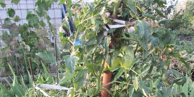 Чи можна вирощувати томати в горщиках і як правильно це робити відповіді експертів