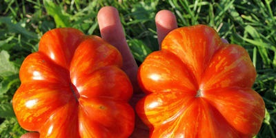 Чи можна вирощувати томати в горщиках і як правильно це робити відповіді експертів