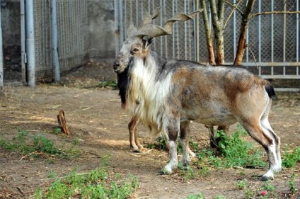 Винторогий козел, мархур (capra falconeri) козел винторогий, зовнішній вигляд розмір вага голова копита