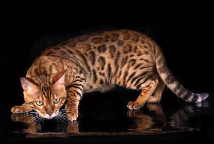 Бенгальська кішка фото, характер, опис породи, догляд, відео