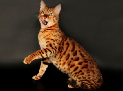 Бенгальська кішка фото, характер, опис породи, догляд, відео