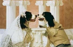 Бізнес ідеї шлюбне агентство для собак