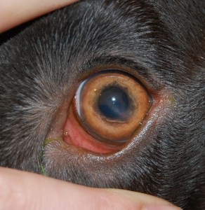 Хвороби очей у собак симптоми, причини, лікування хвороб очей у собак, офтальмологічне відділення