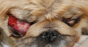 Хвороби очей у собак симптоми, причини, лікування хвороб очей у собак, офтальмологічне відділення