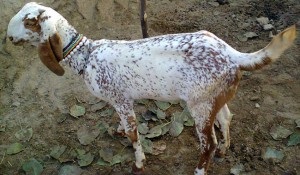 Індійська коза породи біта, фото, опис, удої