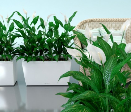 Кращі кімнатні рослини для очищення повітря в квартирі