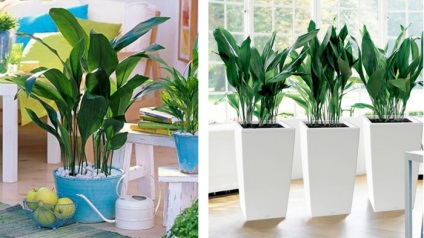 Кращі кімнатні рослини для очищення повітря в квартирі