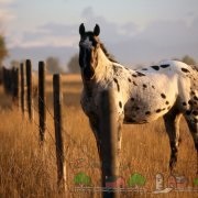Огляд коней породи мустанг їх опис, фото і відео