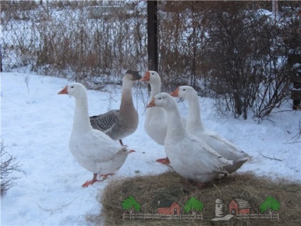 Зміст гусей взимку в домашніх умовах фото і відео